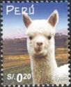 Alpaca (Lama pacos)