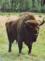Powerful European Bison is the symbol of Belovezhskaya Pushcha