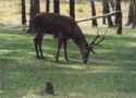European Red Deer