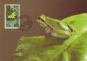 Common Tree Frog (Hyla arborea)