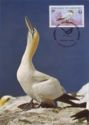 Gannet (Sula bassana)