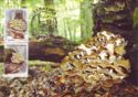 Mushroom Polyporus umbellatus