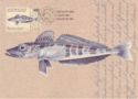 Mackerel Icefish