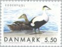 Common Eider (Somateria mollissima)