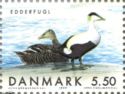 Common Eider (Somateria mollissima)