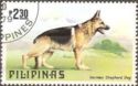 German Shepherd (Canis lupus familiaris)