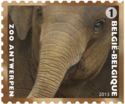 Asian Elephant (Elephas maximus)