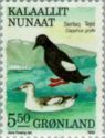 Black Guillemot (Cepphus grylle)