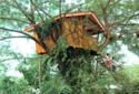 A Tree House in Zamboanga City, Philippines