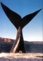 Southern right whale - Valdes Peninsula, Argentina