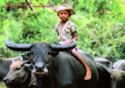 Siem Reap Province. Child on the bull