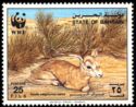 Sand Gazelle (Gazella subgutturosa marica)