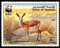 Sand Gazelle (Gazella subgutturosa marica)