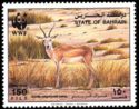 Sand Gazelle (Gazella subgutturosa marica)