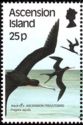 Ascension Frigatebird (Fregata aquila)