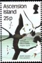 Ascension Frigatebird (Fregata aquila), White Booby (Sula da