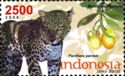 Leopard (Panthera pardus), Gandaria (Bouea macrophylla)