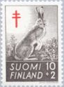 European Hare (Lepus europaeus)