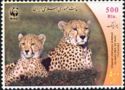 Cheetah (Acinonyx jubatus)