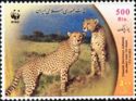 Cheetah (Acinonyx jubatus)
