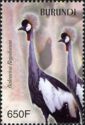 Grey Crowned Crane (Balearica regulorum)