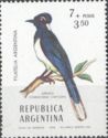 Plush-crested Jay (Cyanocorax chrysops) 