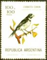 Double-collared Seedeater (Sporophila caerulescens)