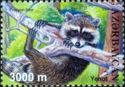 Raccoon (Procyon lotor)