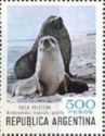 Kerguelen Fur Seal (Arctocephalus gazella)