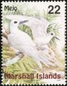 White Tern (Gygis alba)