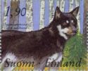 Lapland Sheepdog (Canis lupus familiaris)