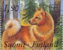 Finnish Spitz (Canis lupus familiaris)