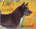 Karelian Bear Dog (Canis lupus familiaris)