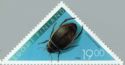 Great Diving Beetle (Dytiscus marginalis)