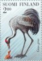 Common Crane (Grus grus)