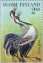 Common Crane (Grus grus)