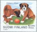 German Boxer (Canis lupus familiaris)