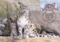 Snow Leopard (Panthera uncia)