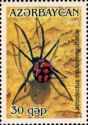 Mediterranean Black Widow (Latrodectus tredecimguttatus)