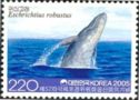 Grey Whale (Eschrichtius robustus)