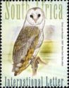 Barn Owl (Tyto alba)