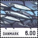 Atlantic Herring (Clupea harengus)