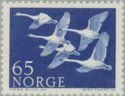 Norden-Swans (Cygnus sp.)