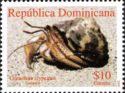 Caribbean Hermit Crab (Coenobita clypeatus)