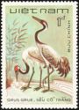 Common Crane (Grus grus)