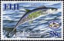 Narrow-barred Spanish Mackerel (Scomberomorus commerson)