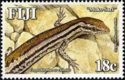 Pygmy Snake-eyed Skink (Cryptoblepharus eximius) 