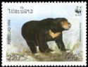 Sun Bear (Ursus malayanus)