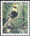 Great Hornbill (Buceros bicornis)