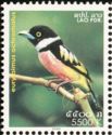 Black-and-yellow Broadbill (Eurylaimus ochromalus)